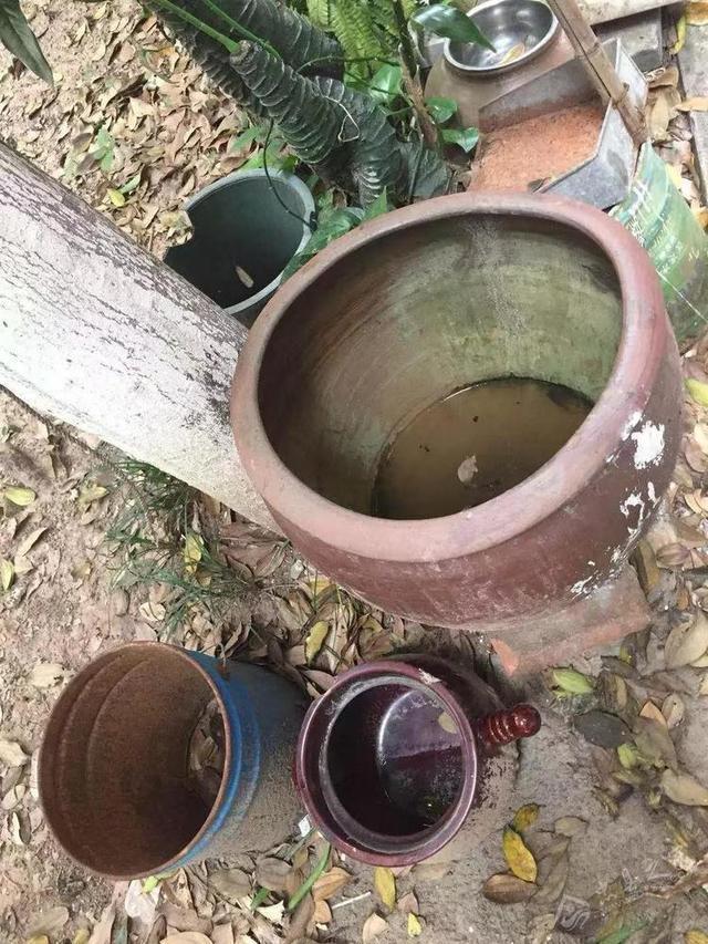 九成人不懂蚊子天敌是啥教你1个妙招整晚开窗也不怕