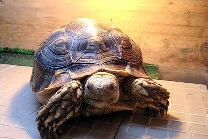 2012年男子捡一乌龟养7年后发现不对劲报警后乌龟被带走