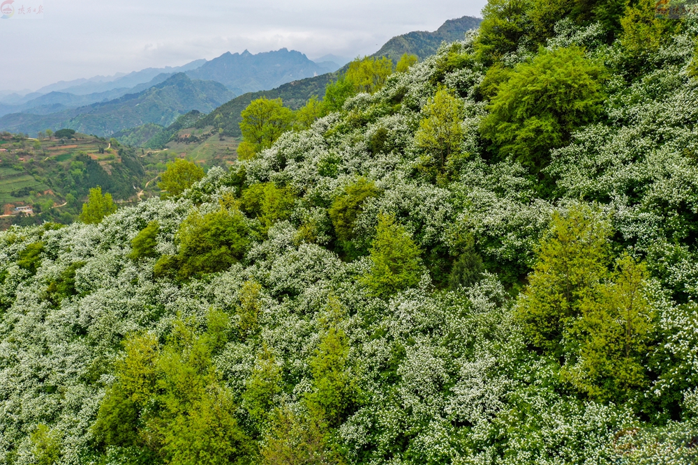 秦岭天子峪:白鹃梅绽放迎客来