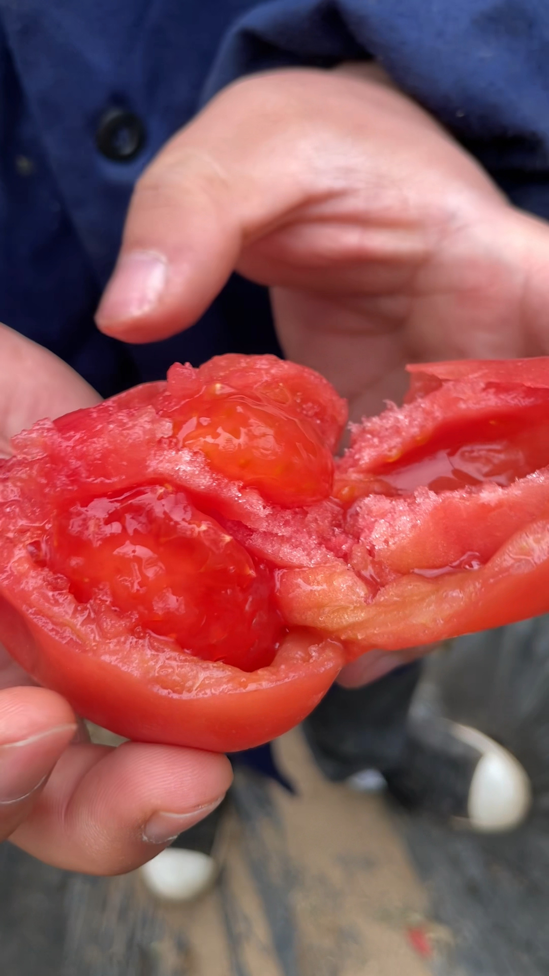 瞧一瞧,看一看,陕西泾阳的普罗旺斯水果西红柿成熟了