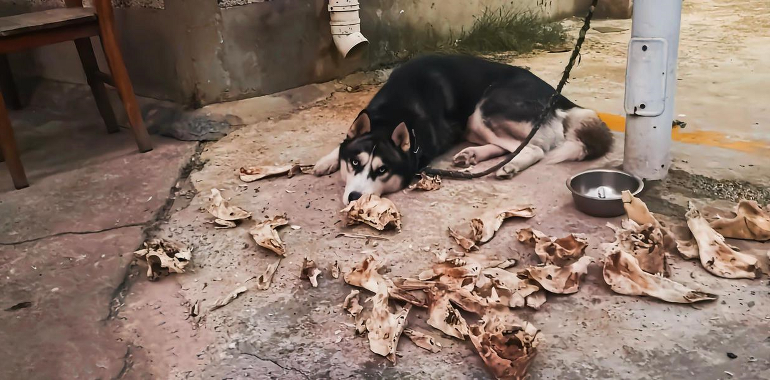 狗不是爱啃骨头吗?为什么这只狗就是装着没看到呢?