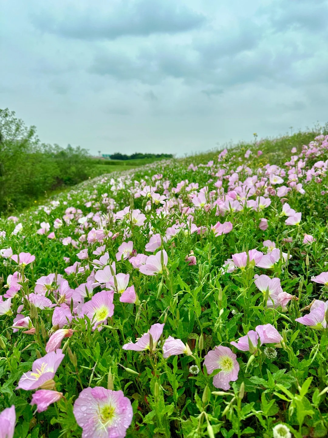 成都超美的月见草花海 月见草花开啦,一片超美花海, 就在环城绿道外面