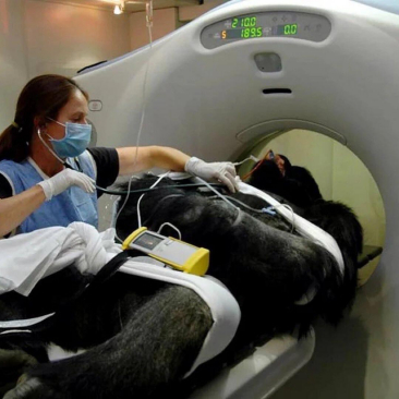 动物园给动物做了全身ct,这么可爱的趴在那里,看着确实很有搞笑大家