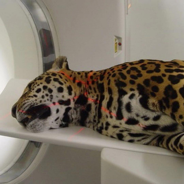 动物园给动物做了全身ct,这么可爱的趴在那里,看着确实很有搞笑大家