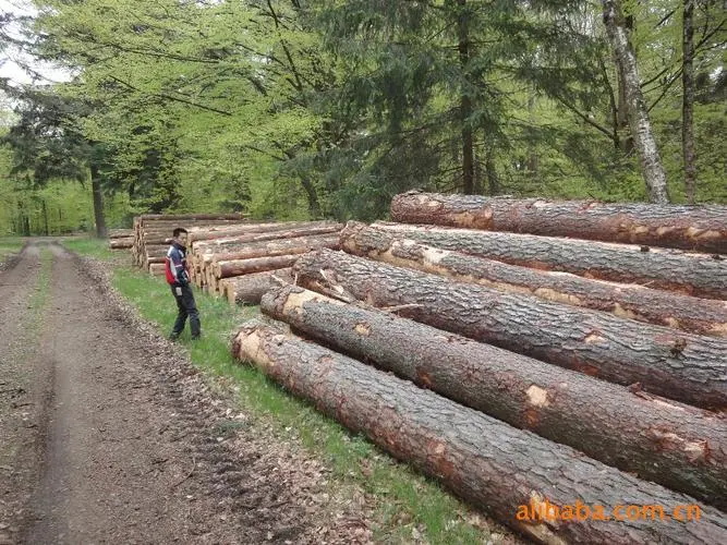 探秘俄罗斯樟子松:独特优缺点解析