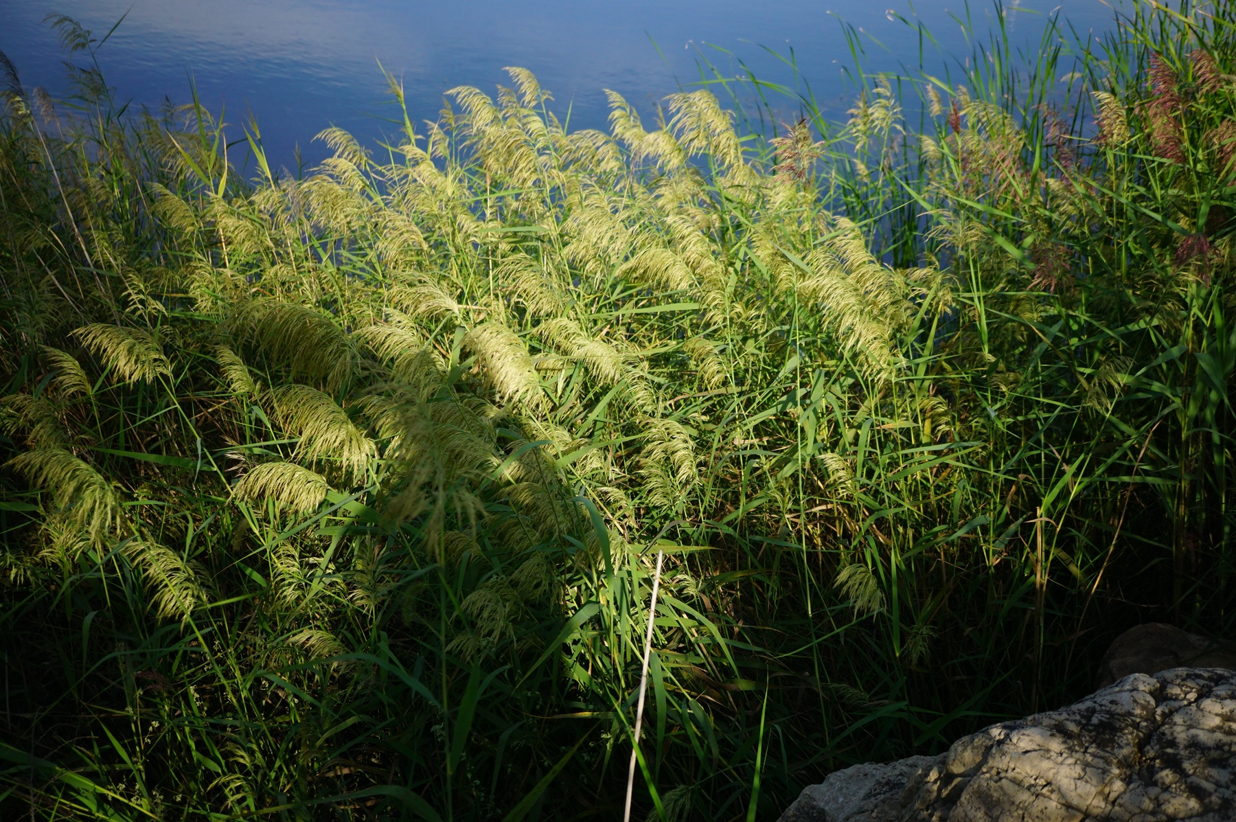 我见到的山东本土野生植物