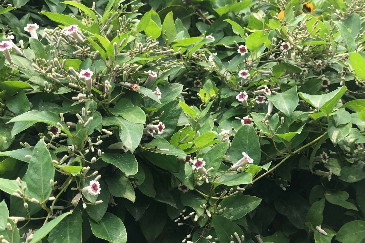 鸡屎藤,独特的植物,美味与养生兼.@花草之门的动态