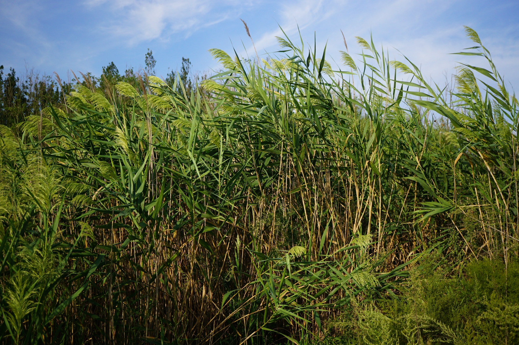 我见到的山东本土野生植物