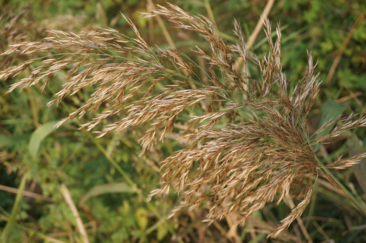 我见到的山东本土野生植物