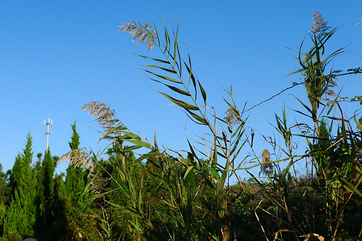 我见到的山东本土野生植物