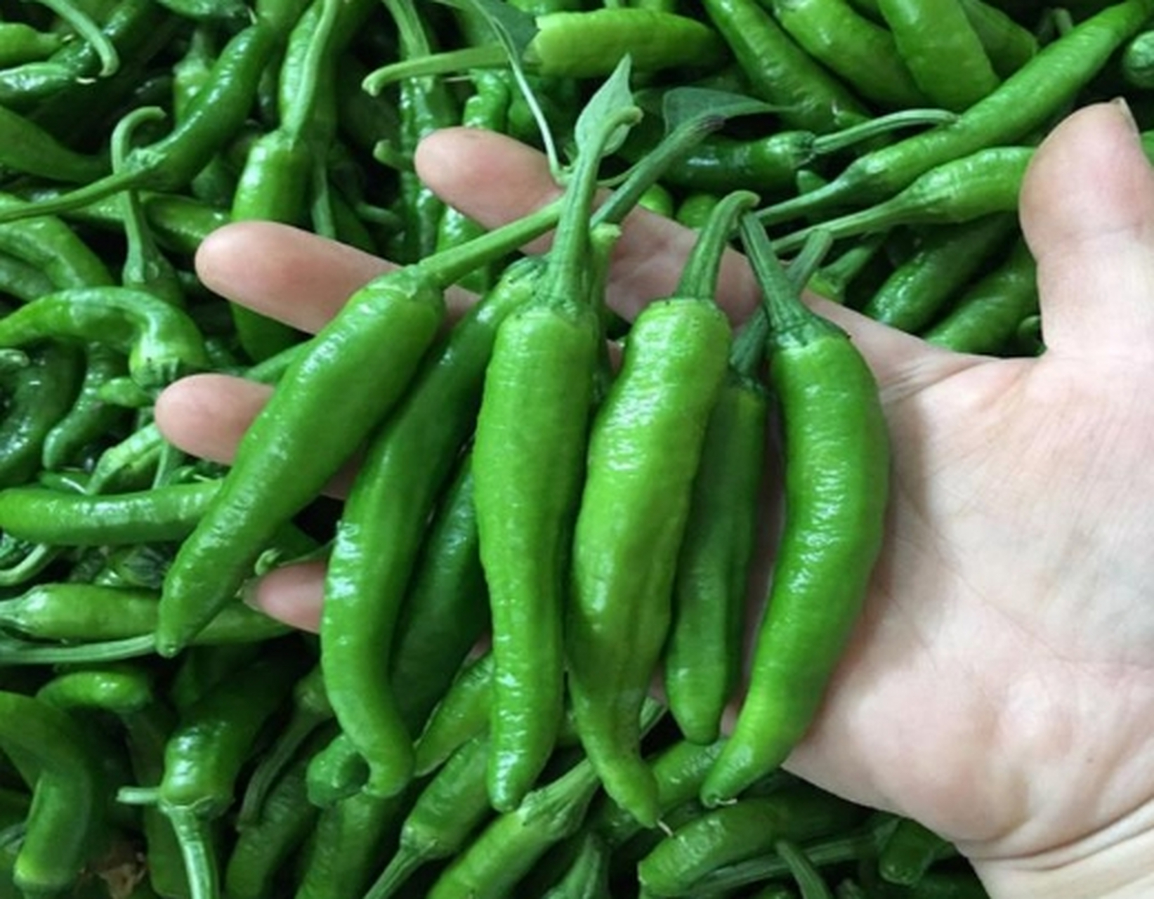 樟树辣椒产于江西樟树地区,辣度适中,香气浓郁,适合炒菜和腌制泡菜.