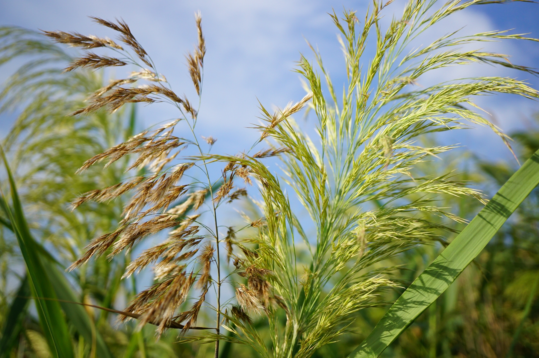 我见到的山东本土野生植物