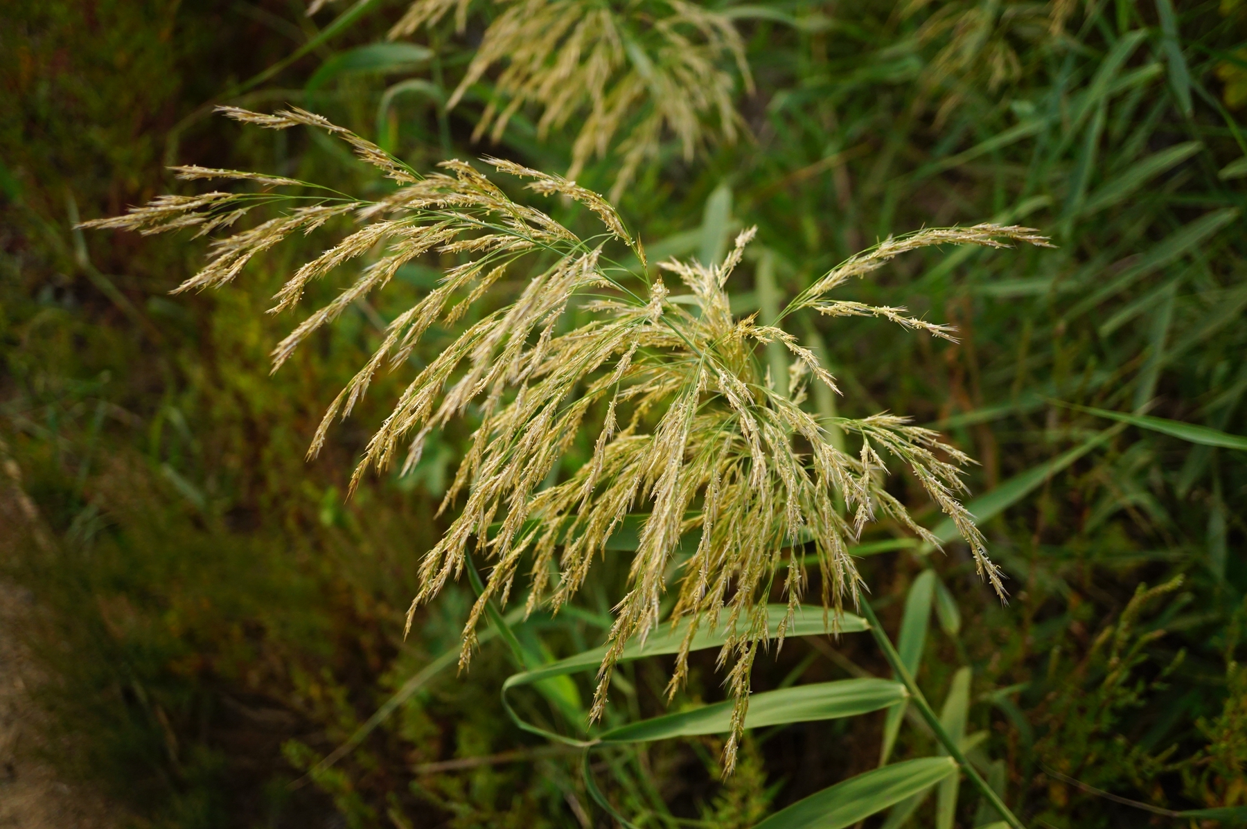 我见到的山东本土野生植物