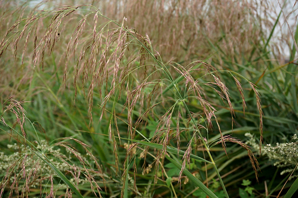 我见到的山东本土野生植物