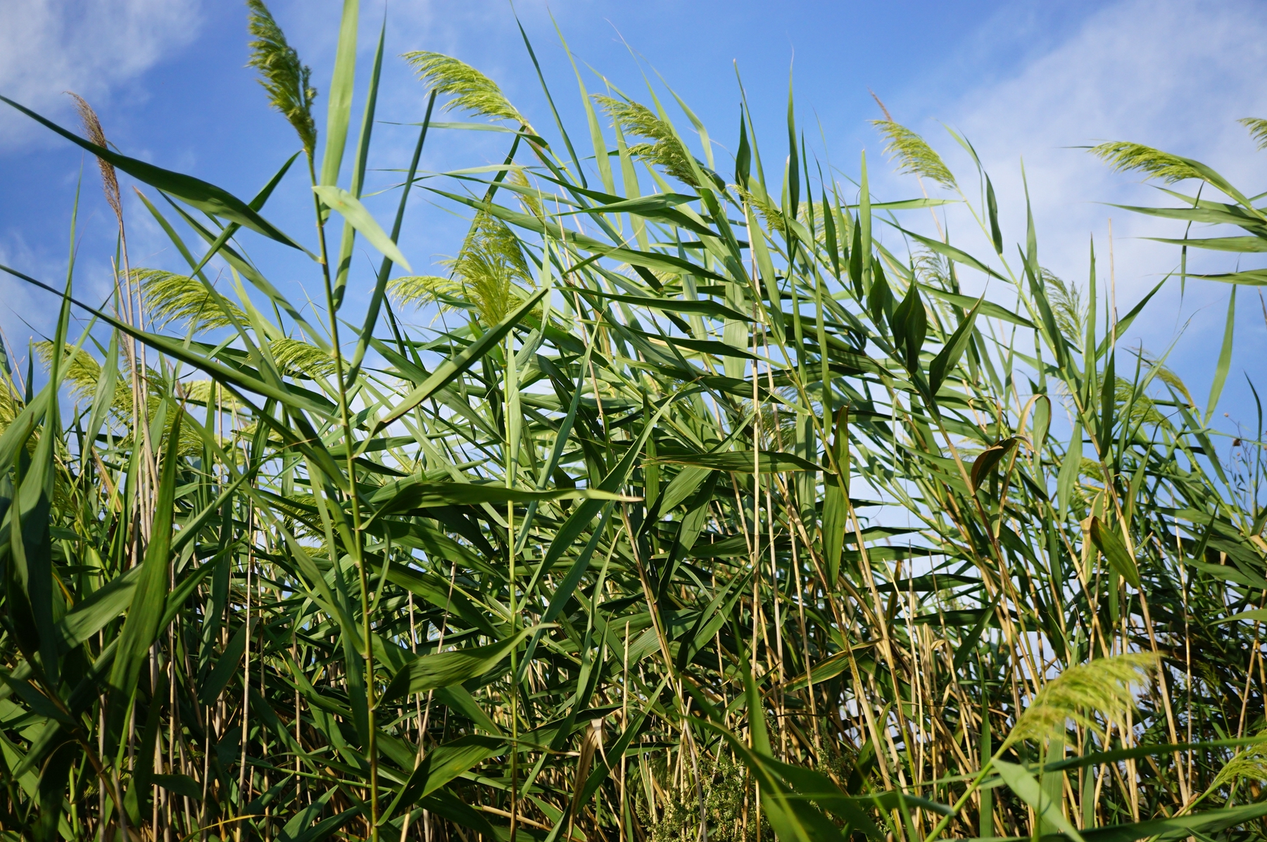 我见到的山东本土野生植物