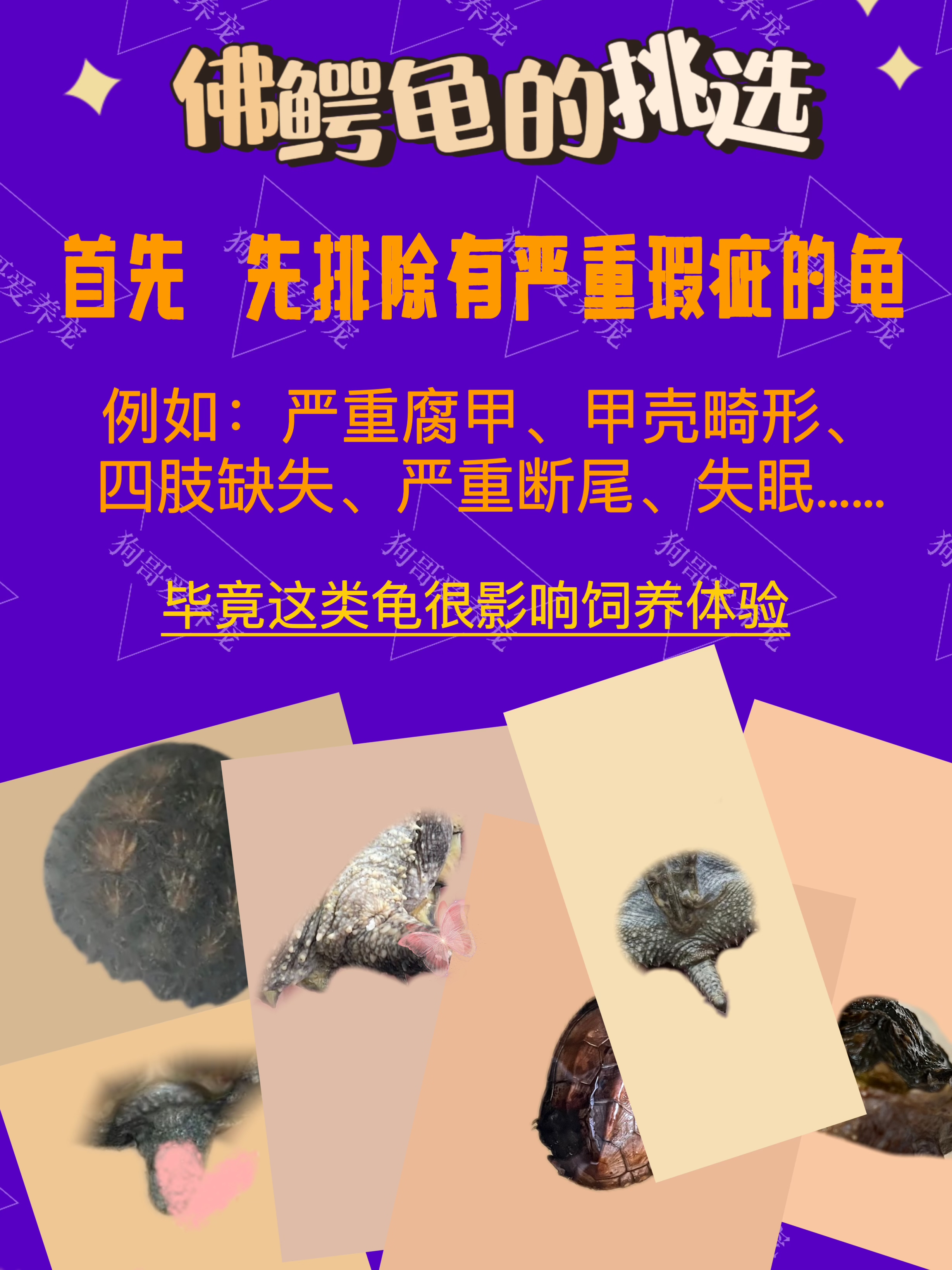 头型佛鳄龟头部比例越大越好