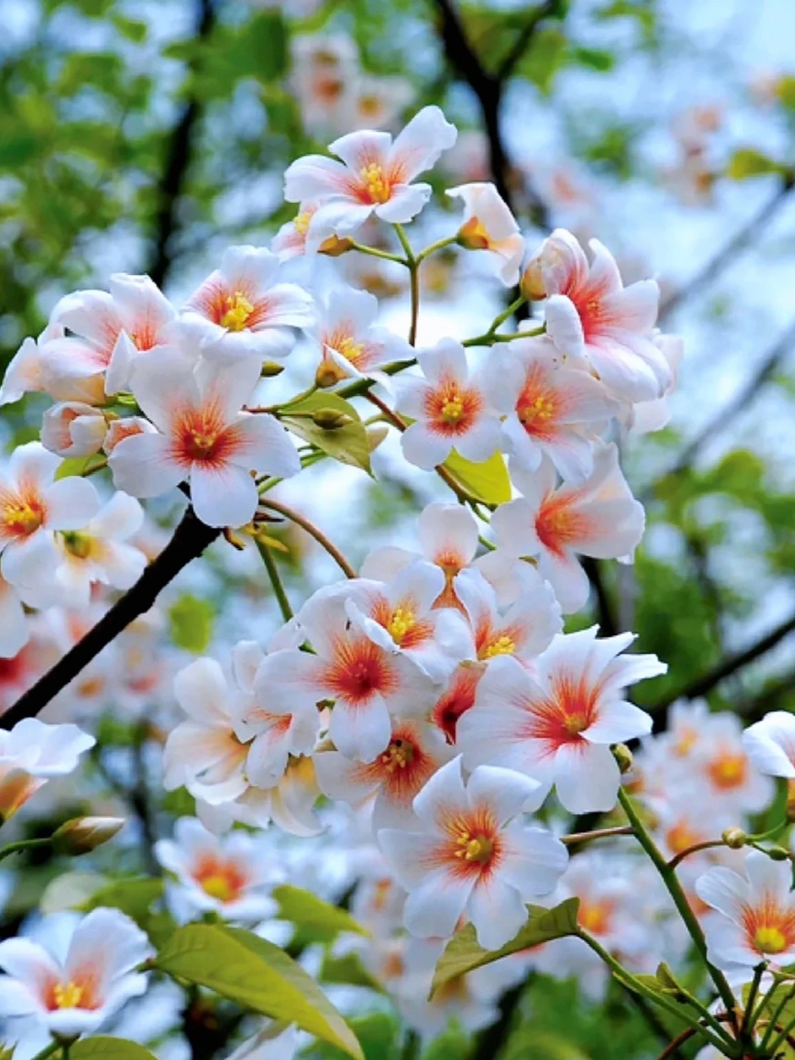 二龙山|广州初夏飞雪,满树油桐花开  位于增城的二龙山生态园号称北