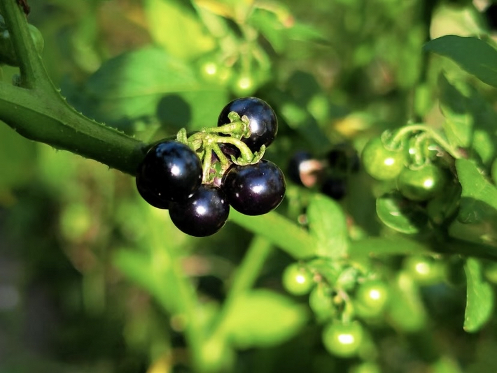 龙葵全株除了未成熟的青绿色的果子不能吃以外,其他的都能吃.
