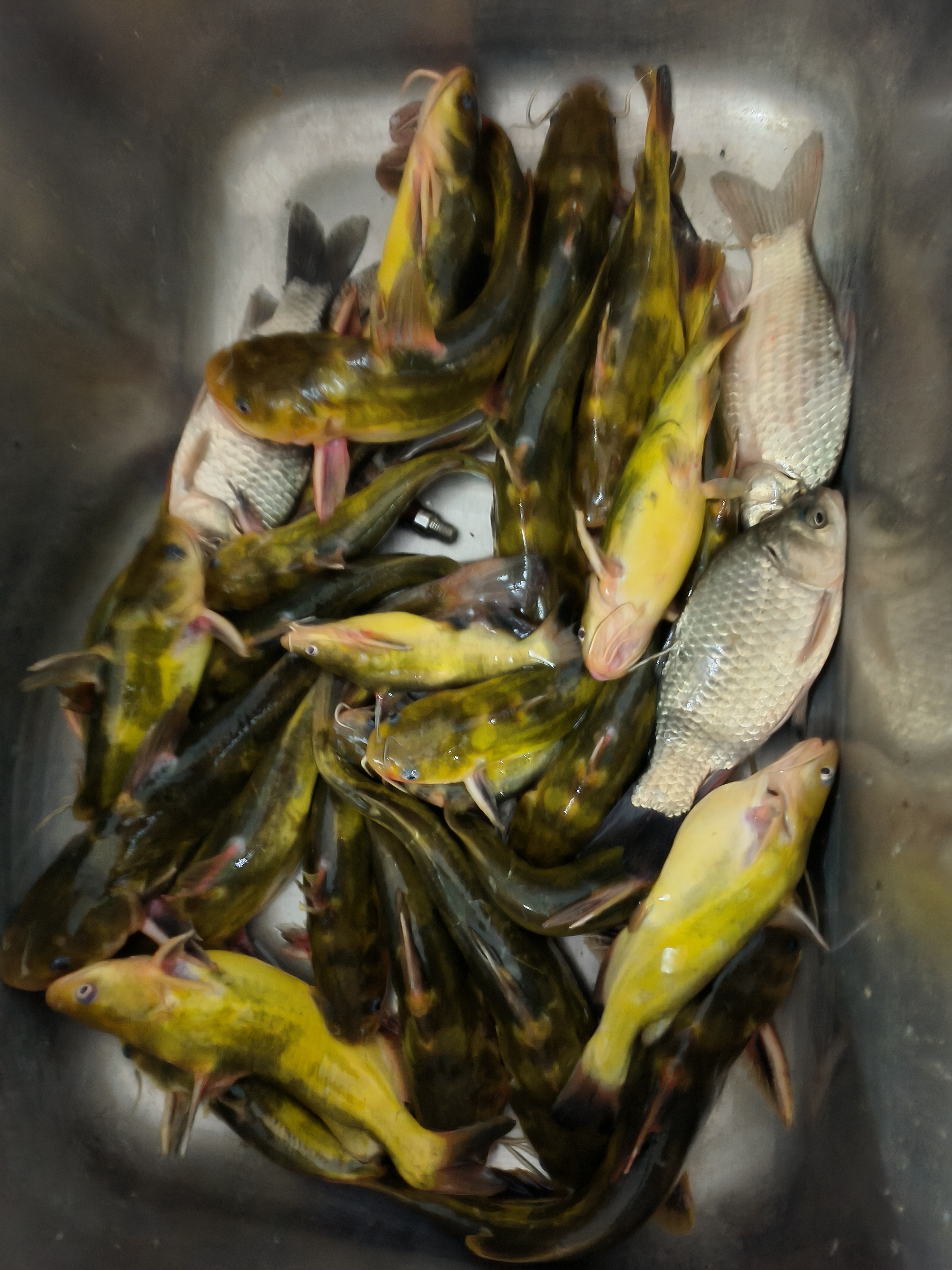 昨天晚上神经室友开车去河里钓鱼,说现在这个气候正是钓黄骨和翘嘴的