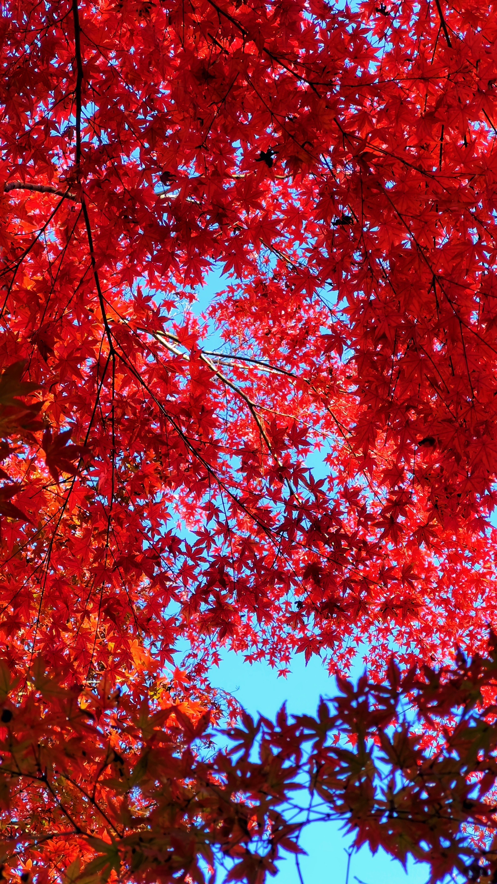 武汉青山公园赏秋攻略,嫣红烂漫枫林美景不容错过