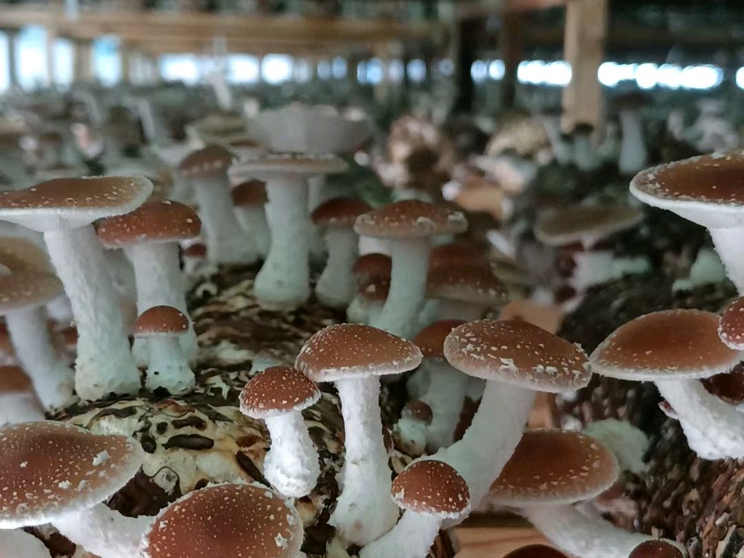 食用菌室内种植方法?掌握可在家采新鲜蘑菇吃