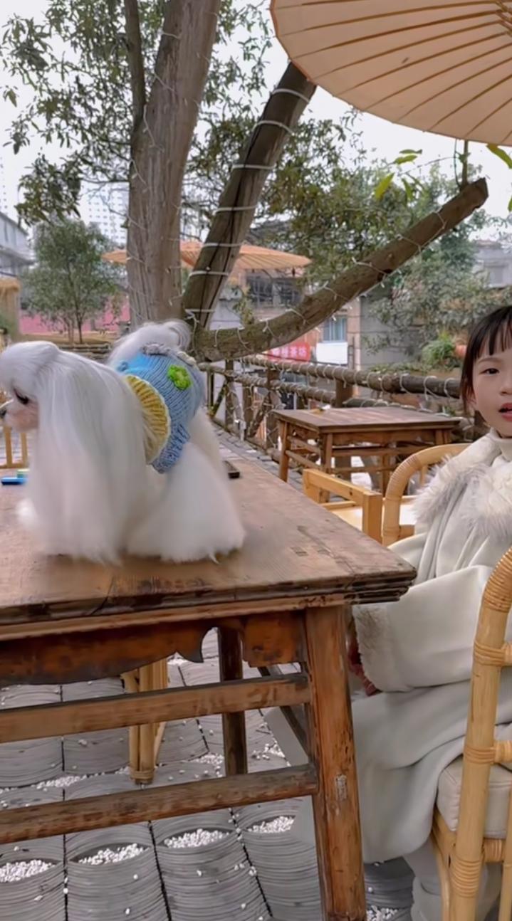 我第一个想到的就是白发魔女传,你看看小狗这一身柔顺,雪白雪白的毛发