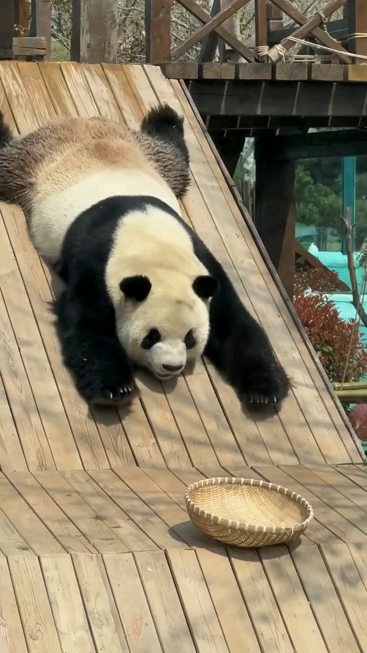 银柯趴趴熊式滑滑梯