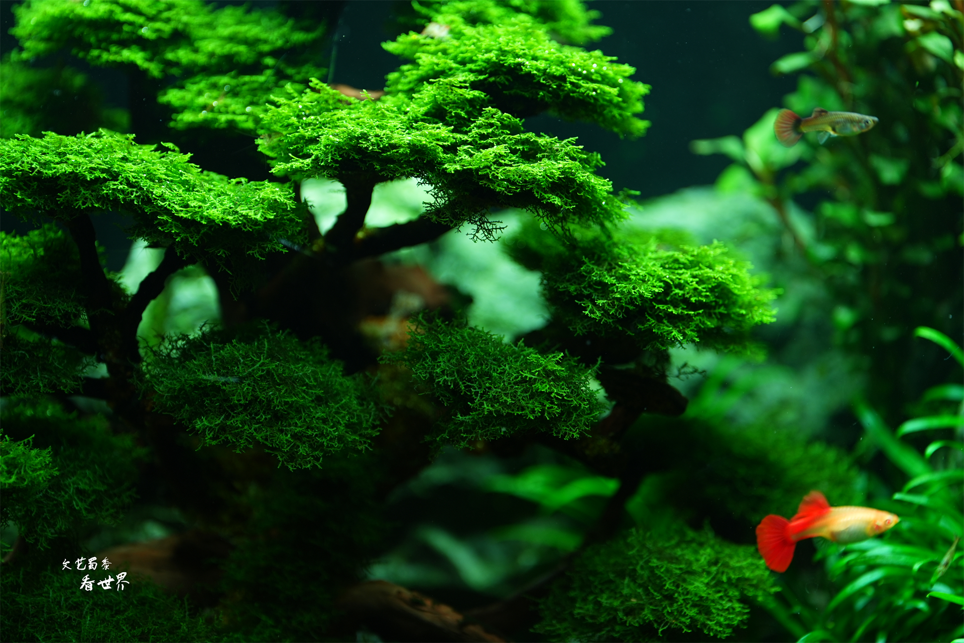 样 莫斯树造景莫斯水草造景莫斯树草缸莫斯树经典造景小鱼缸造景莫斯