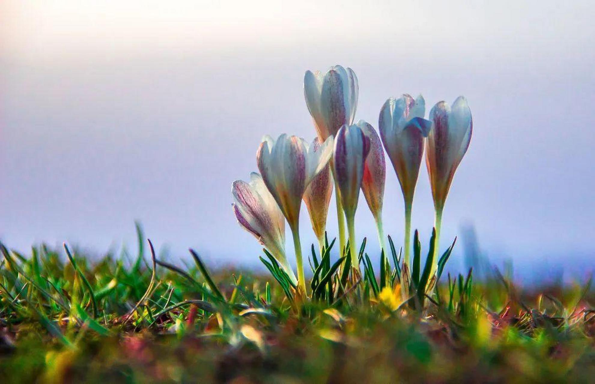 新疆那拉提草原在春天就是花的海洋.