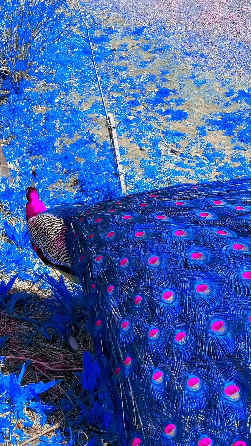 精心拍摄制作宝石蓝孔雀