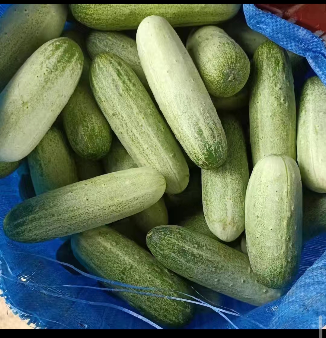 黄瓜:健康与美味的完美结合