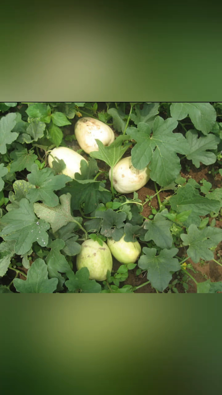促进消化吃在嘴里甜在心里的巴盟香瓜到货鼎信果业欢迎您前来品尝