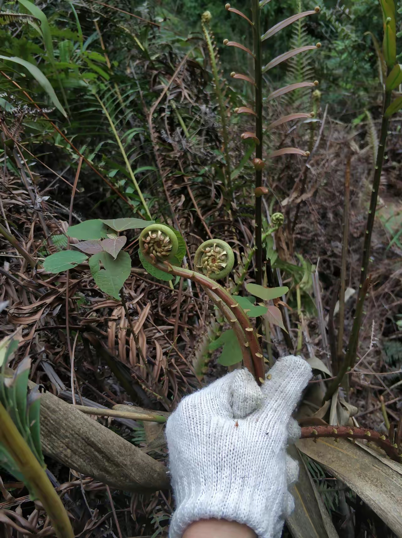 这叫什么来的,上山到处都是就是不知道叫什么名字