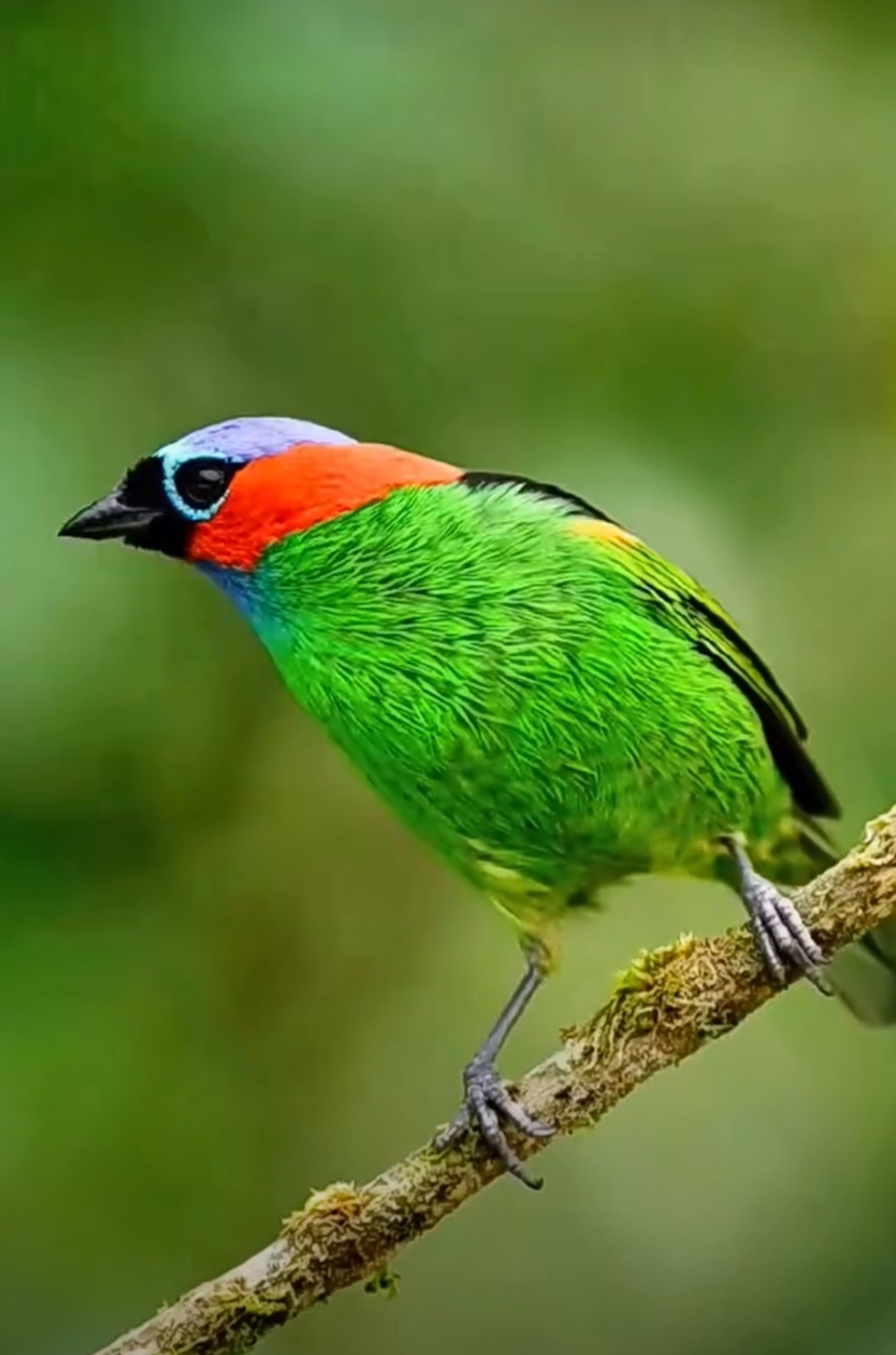 好漂亮的唐纳雀. #和大自然的亲密接触# #记录大自然的动物世界