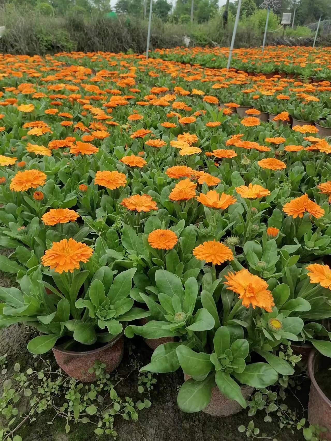 地毯花,石竹,孔菊草,金鱼草,雏菊,我相信总有一种是你喜欢的,评论区