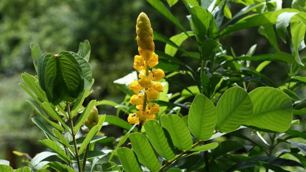 野生木本植物-苏木简介