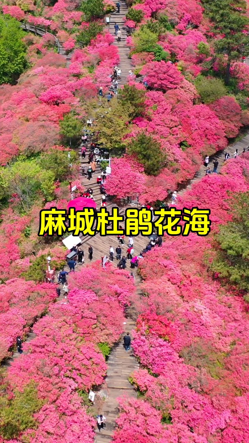 龟峰山杜鹃花海即将进入盛花期,你准备好了吗#杜鹃花