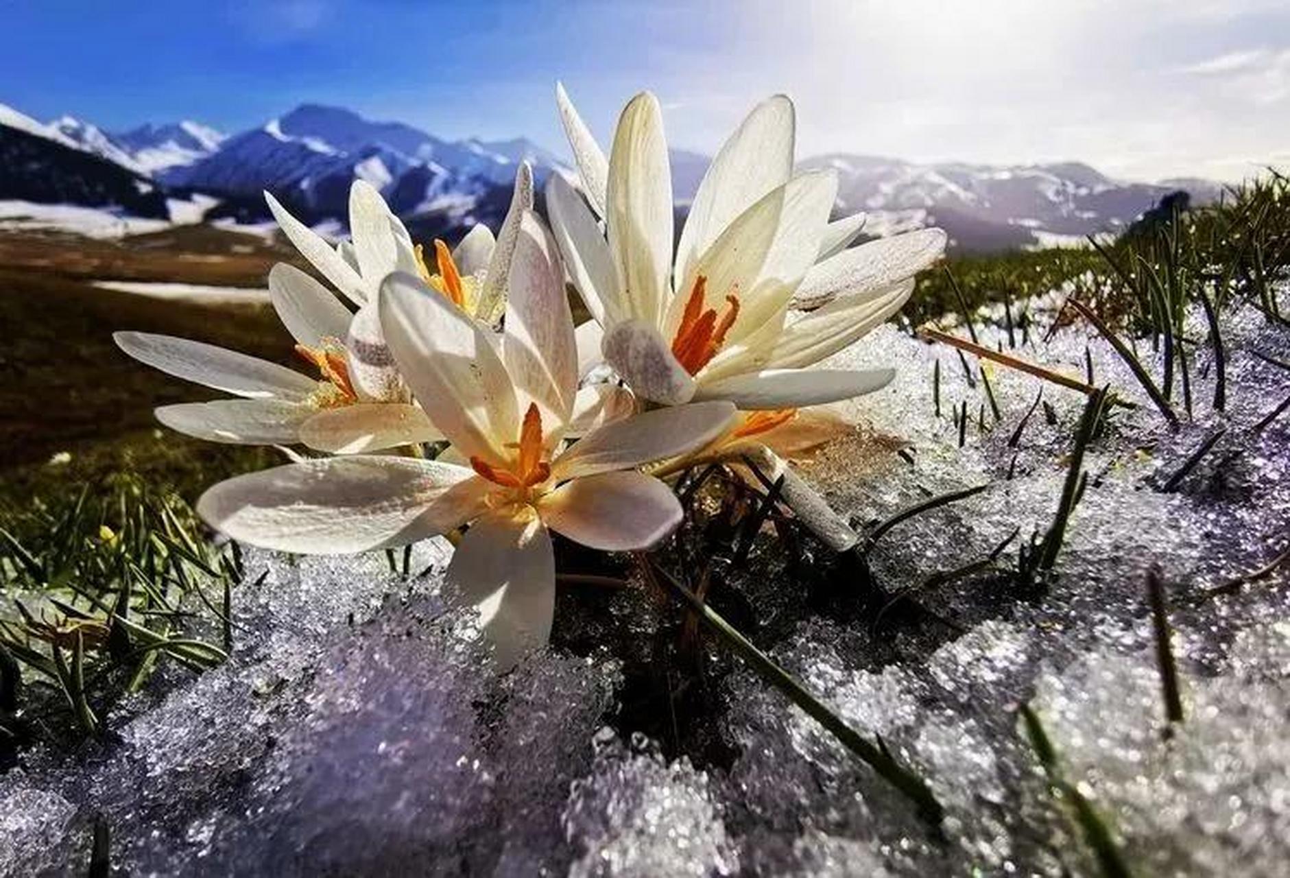 野百合又名顶冰花图片