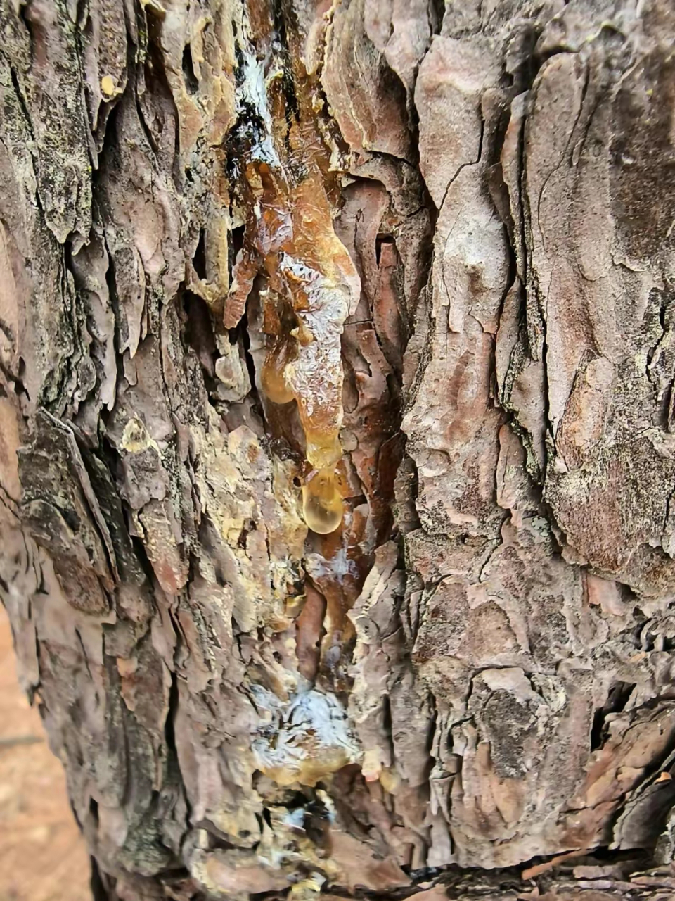 这是松树,不过以后山上不会有什么松树了,因为,一是受松材线虫病呛Ζ