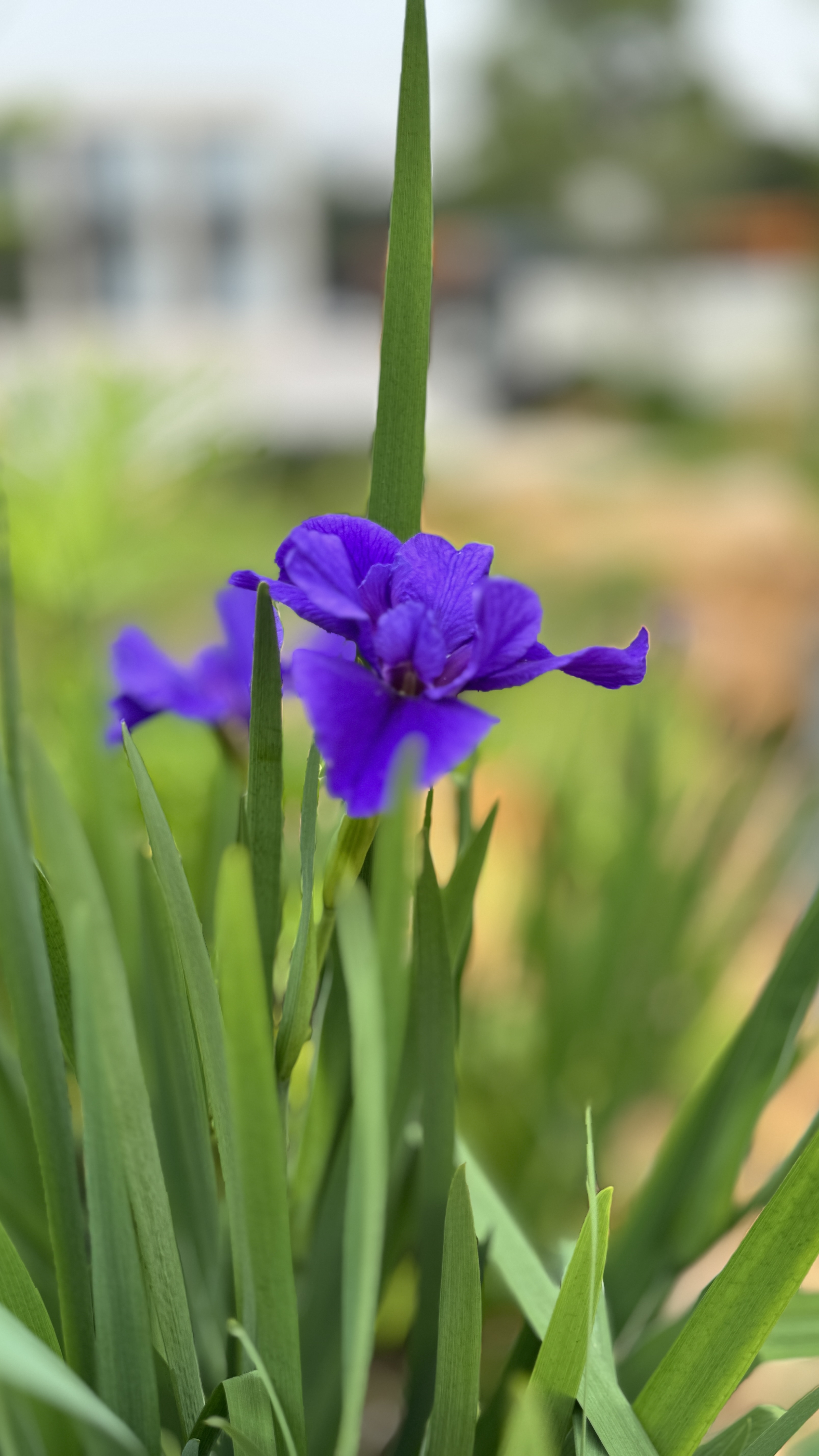 朝花夕逝的鸢尾花