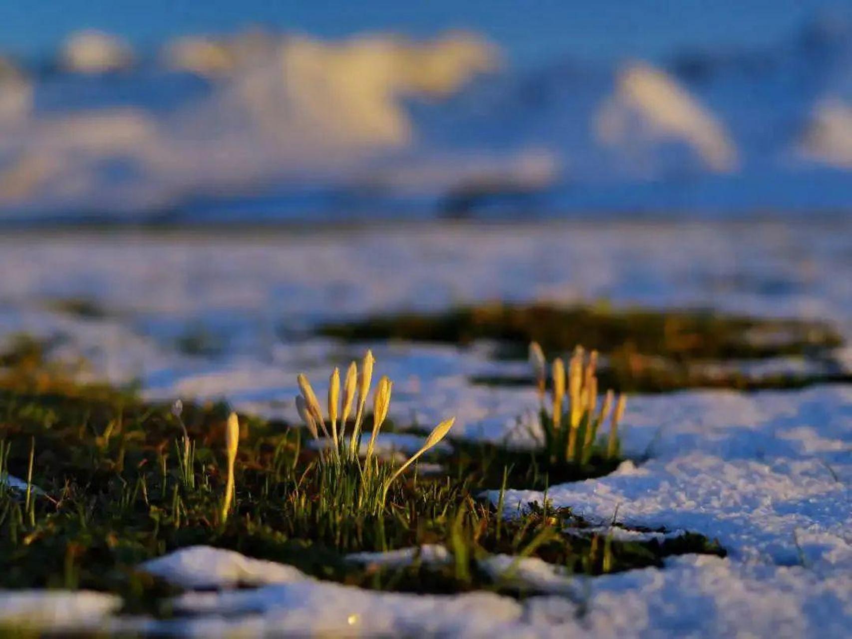 那拉提野百合,又称顶冰花,乃顶着寒冰盛开之意,每当冰雪将融未融的