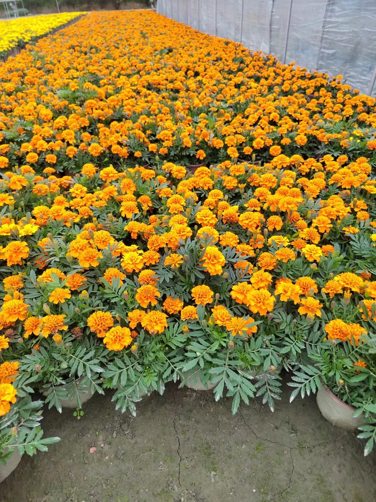 地毯花,石竹,孔菊草,金鱼草,雏菊,我相信总有一种是你喜欢的,评论区