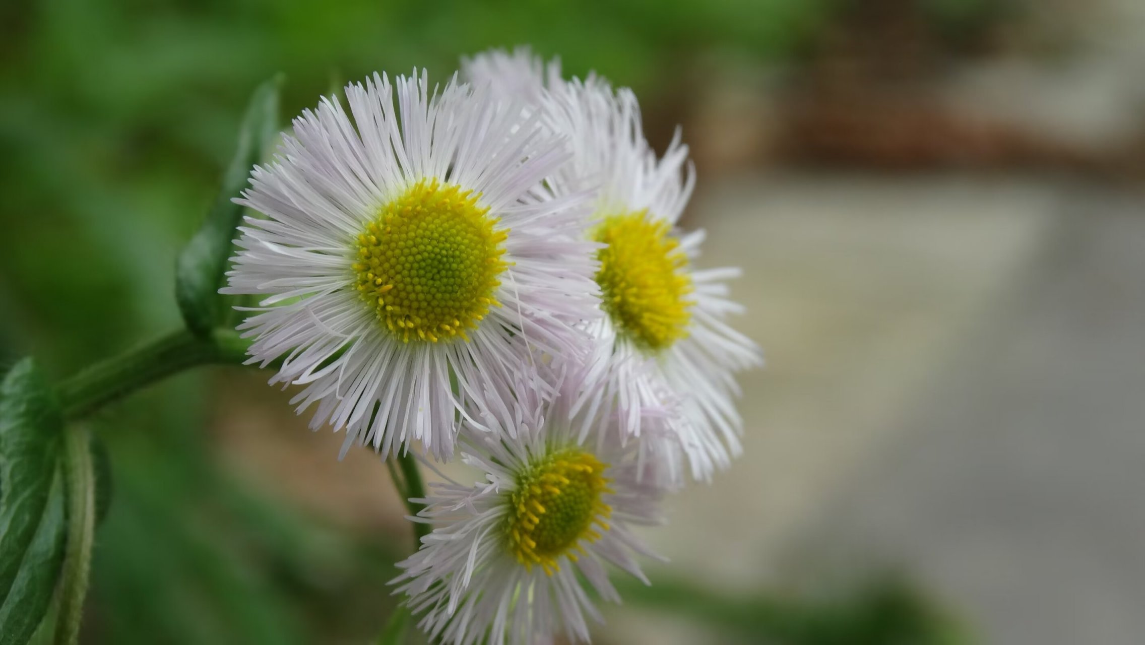 一年蓬| 菊科小清新
