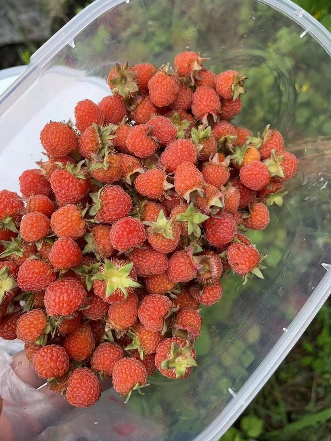 这叫刺莓果,一种类似草莓的野生植物,富含多种维生素