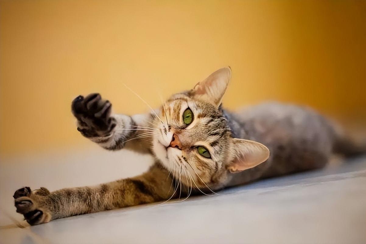猫咪爱"伸懒腰",其中隐含这些意思,你还傻傻不知道