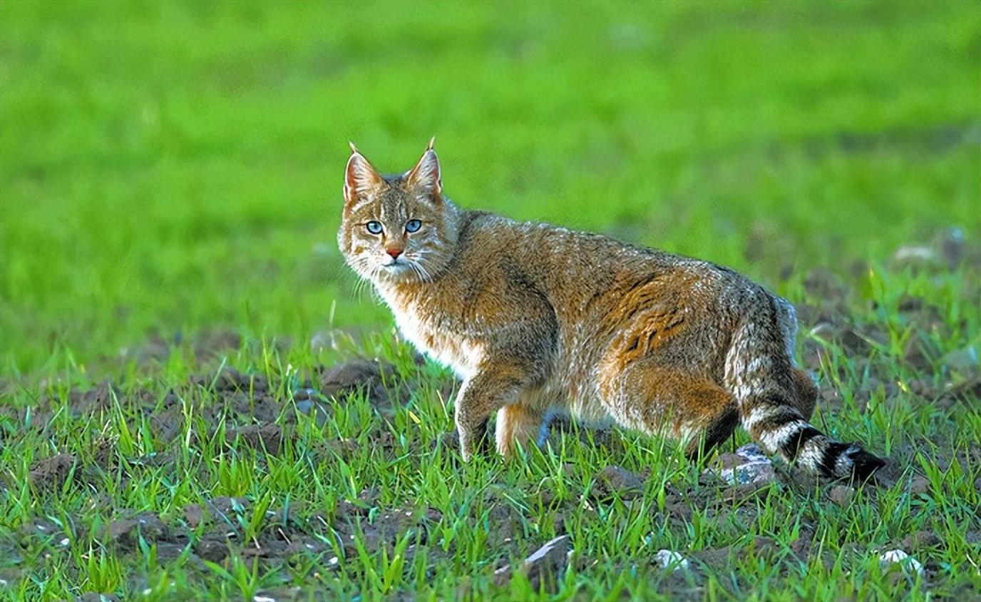 回顾:男孩收养荒漠猫,1年后遭同学殴打,荒漠猫将打人者咬伤
