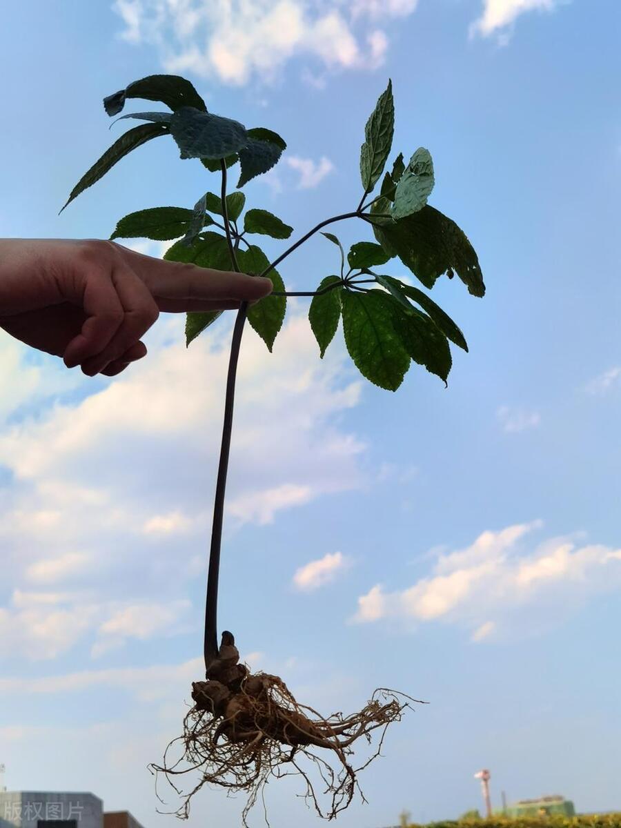 三七又名田七,是一种珍贵的中草药材,也是一种优美的观赏植物