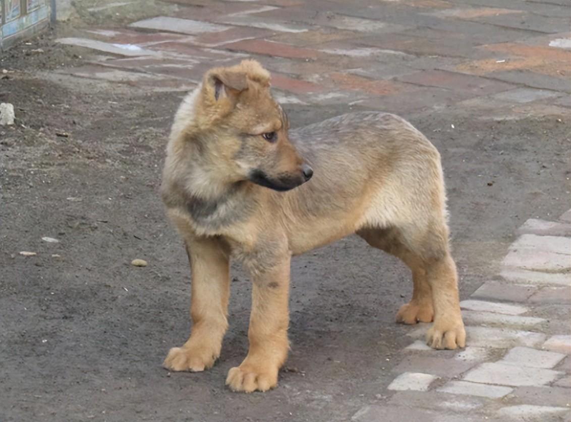 驴青犬图片图片