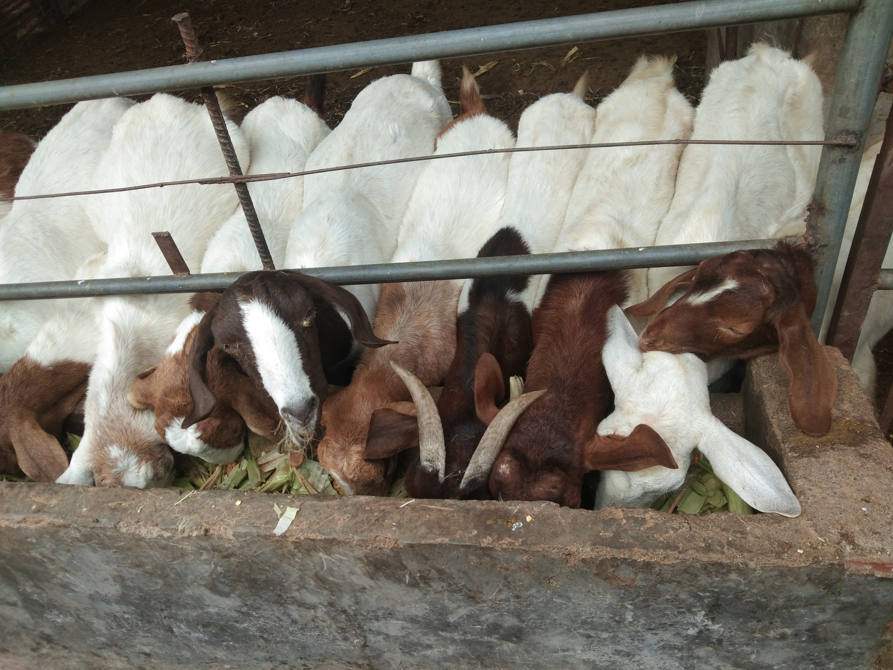 分享养羊过程中,常见大小羊软瘫的原因,以及经过验证的治疗方法