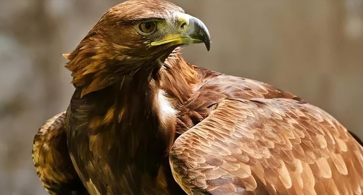 回顾老人收养受伤老鹰2年后被人殴打老鹰赶来将打人者抓伤